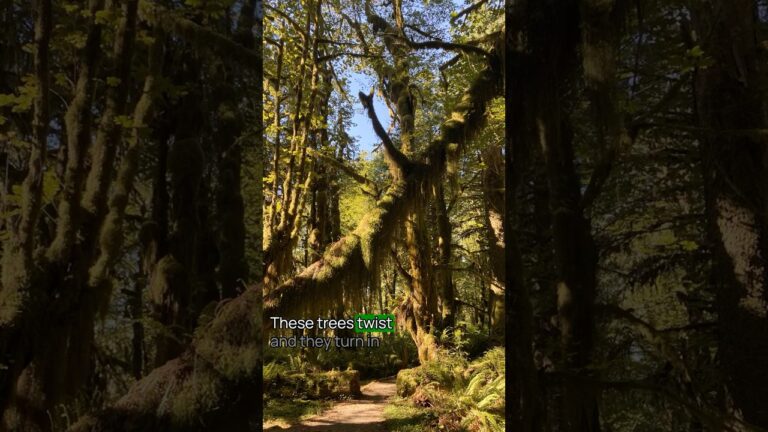 Best Hikes in Olympic National Park No. 8 #OlympicNationalPark #USNationalParks #hiking