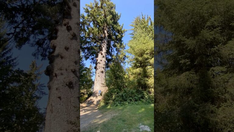 Best Thing To Do in Olympic National Park No. 2 #olympicnationalpark #usnationalparks #bucketlist