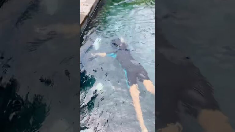 Maldives Magic Beach to Pool 🏊‍♀️ #kunjoozymedia #shorts